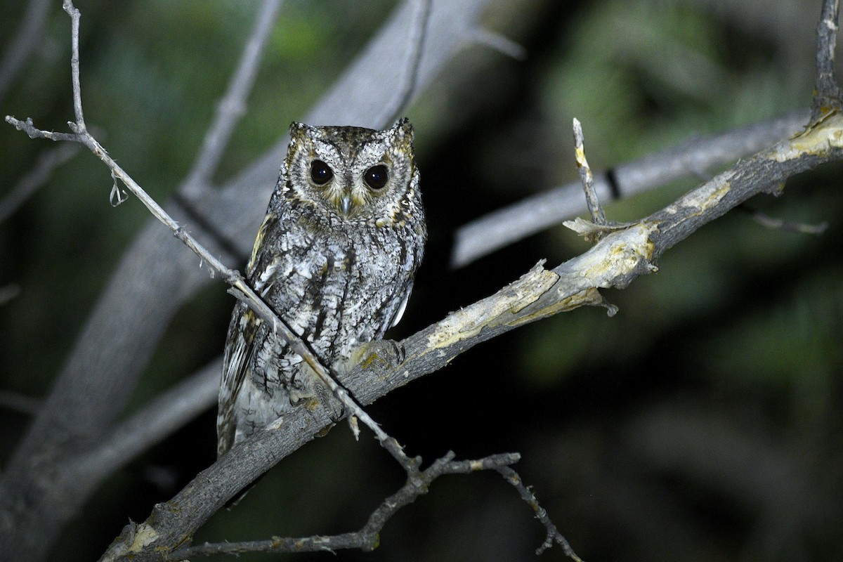 Flammulated Owl - ML626397466