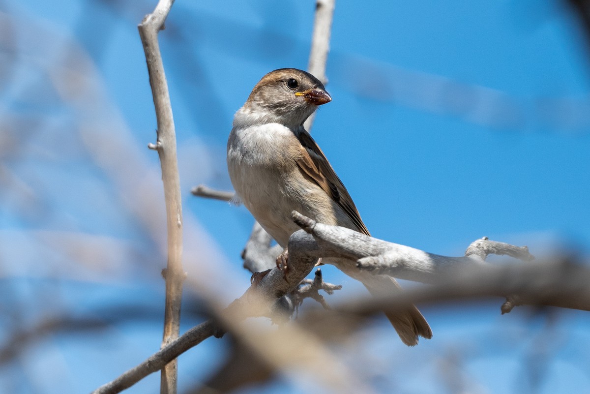 House Sparrow - ML626397559