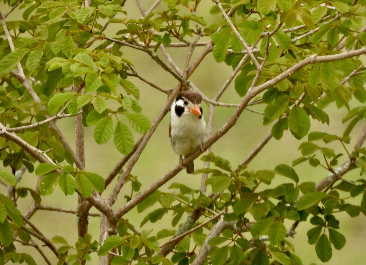 White-eared Puffbird - ML626398109