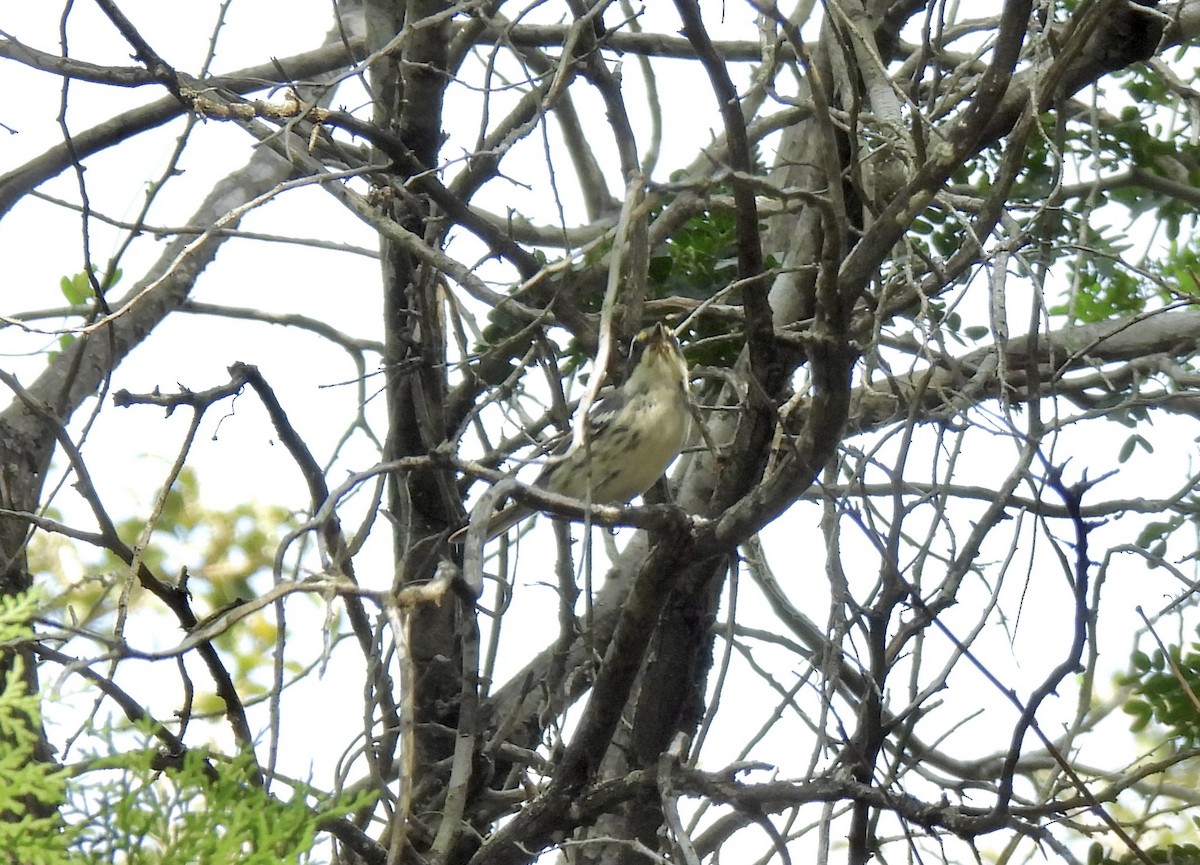 Black-throated Gray Warbler - ML626398506