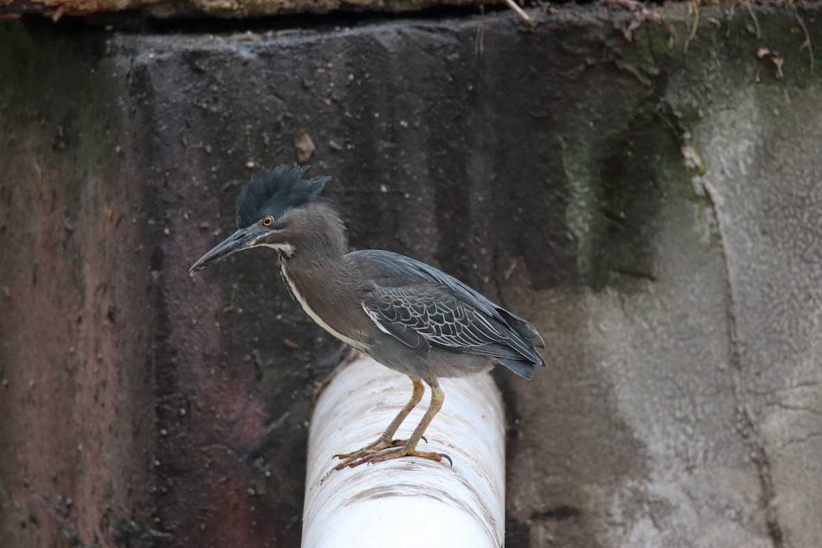 Striated Heron - ML626398535