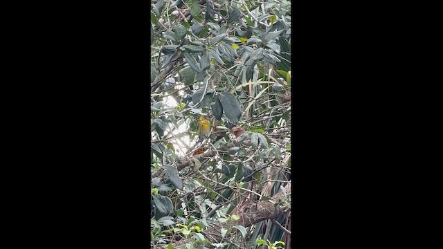 Cape May Warbler - ML626398589