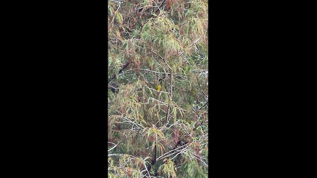 Cape May Warbler - ML626398593