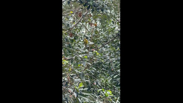 Cape May Warbler - ML626398594