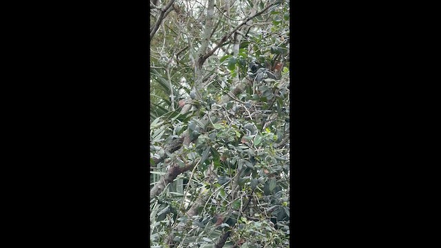 Cape May Warbler - ML626398595