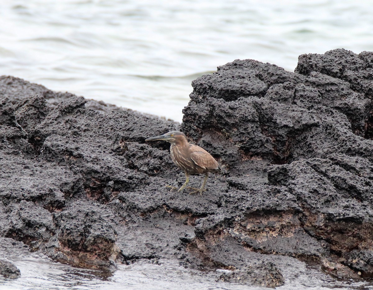 Striated Heron - ML626398634