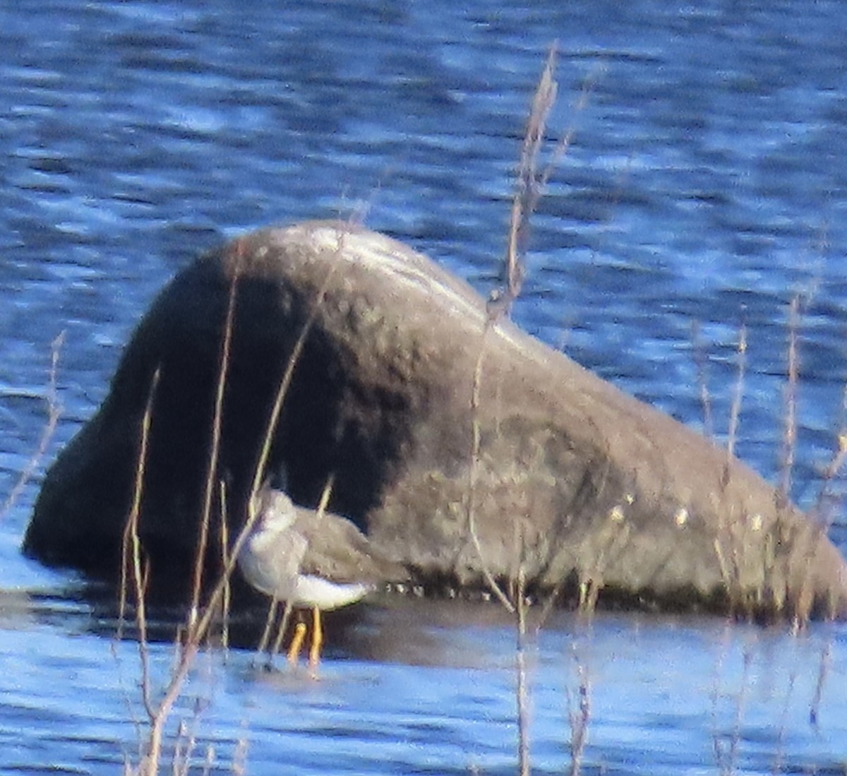 Greater Yellowlegs - ML626398704