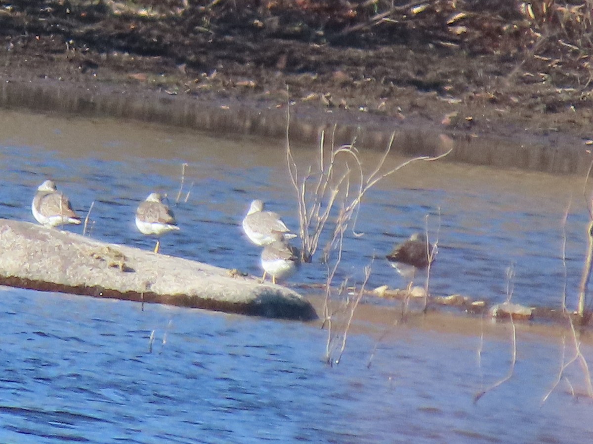 Greater Yellowlegs - ML626398705