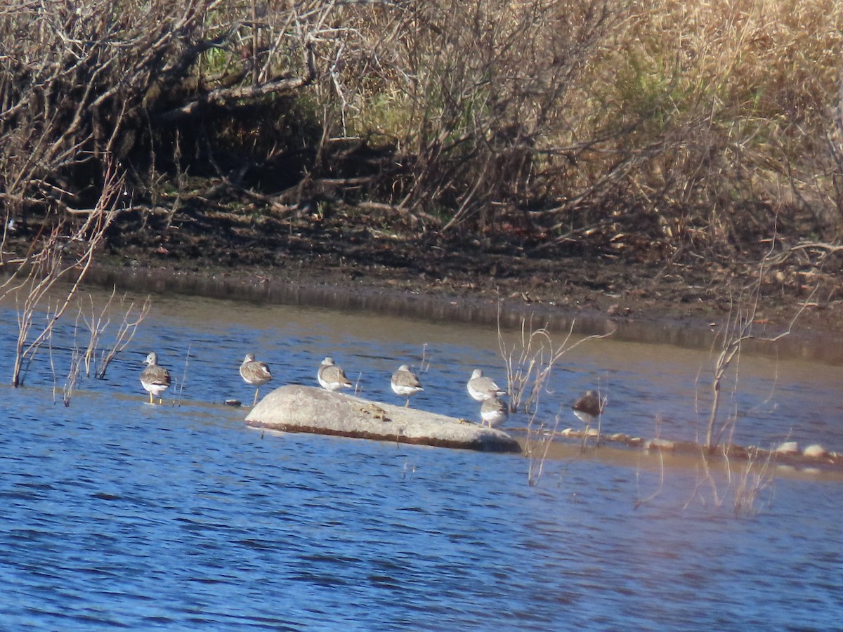 Greater Yellowlegs - ML626398706