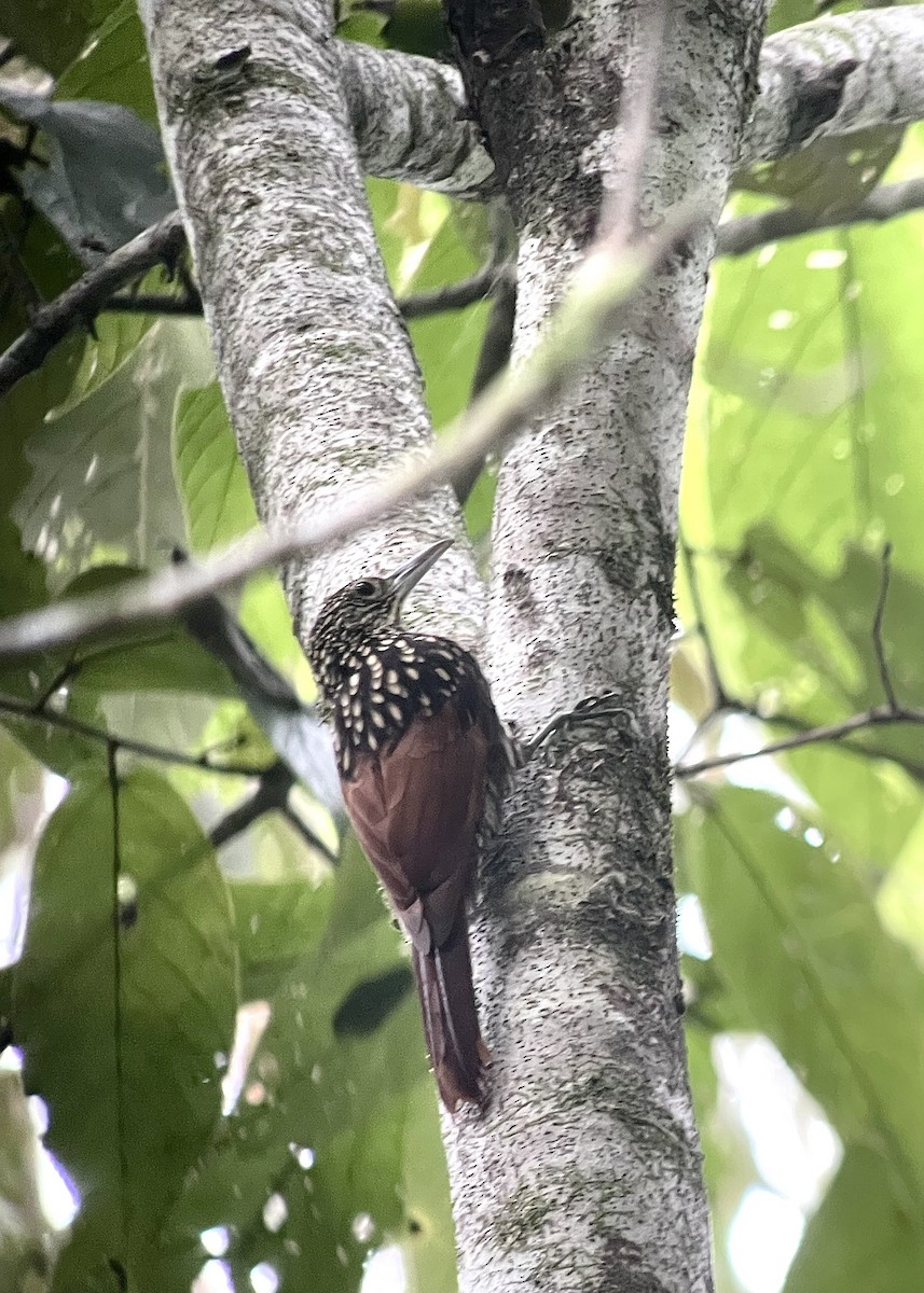 Black-striped Woodcreeper - ML626398707