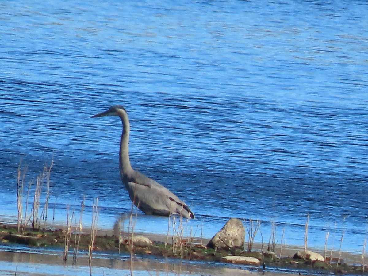 Great Blue Heron - ML626398779