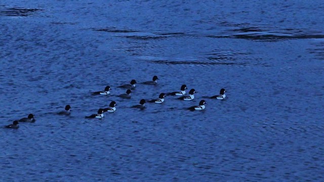 Barrow's Goldeneye - ML626398882