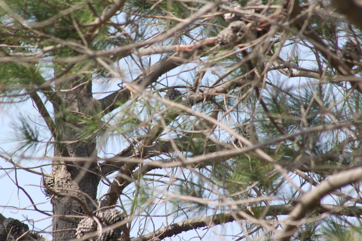 White-winged Dove - ML626398926