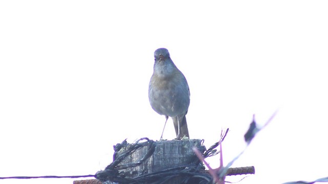Black-billed Nightingale-Thrush - ML626398981