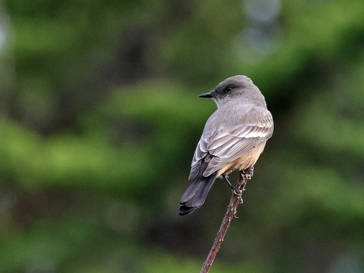 Say's Phoebe - ML626399236