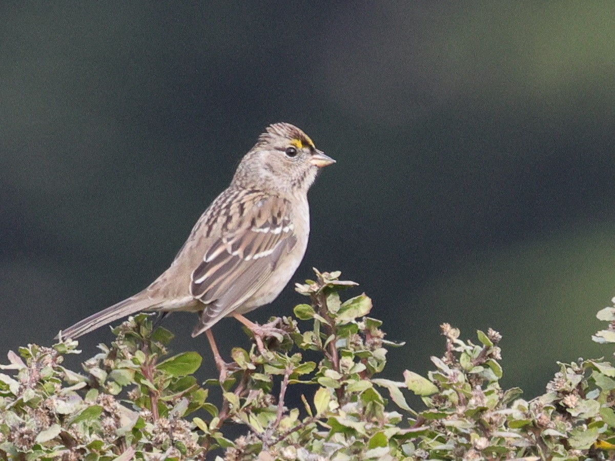 Golden-crowned Sparrow - ML626399288