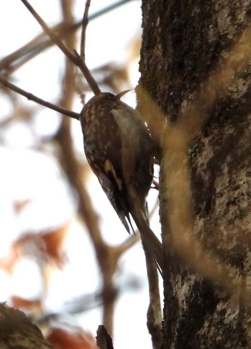 Brown Creeper - ML626399326