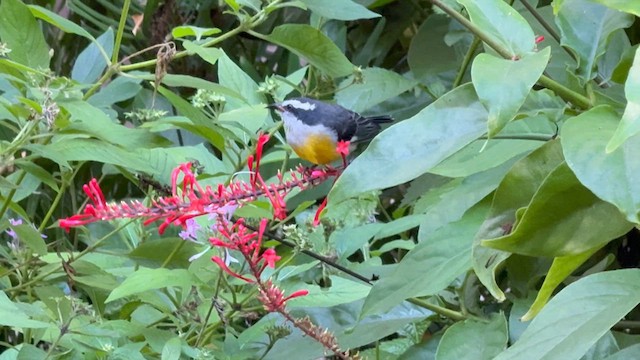 Bananaquit - ML626399449