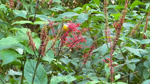 Bananaquit - ML626399451
