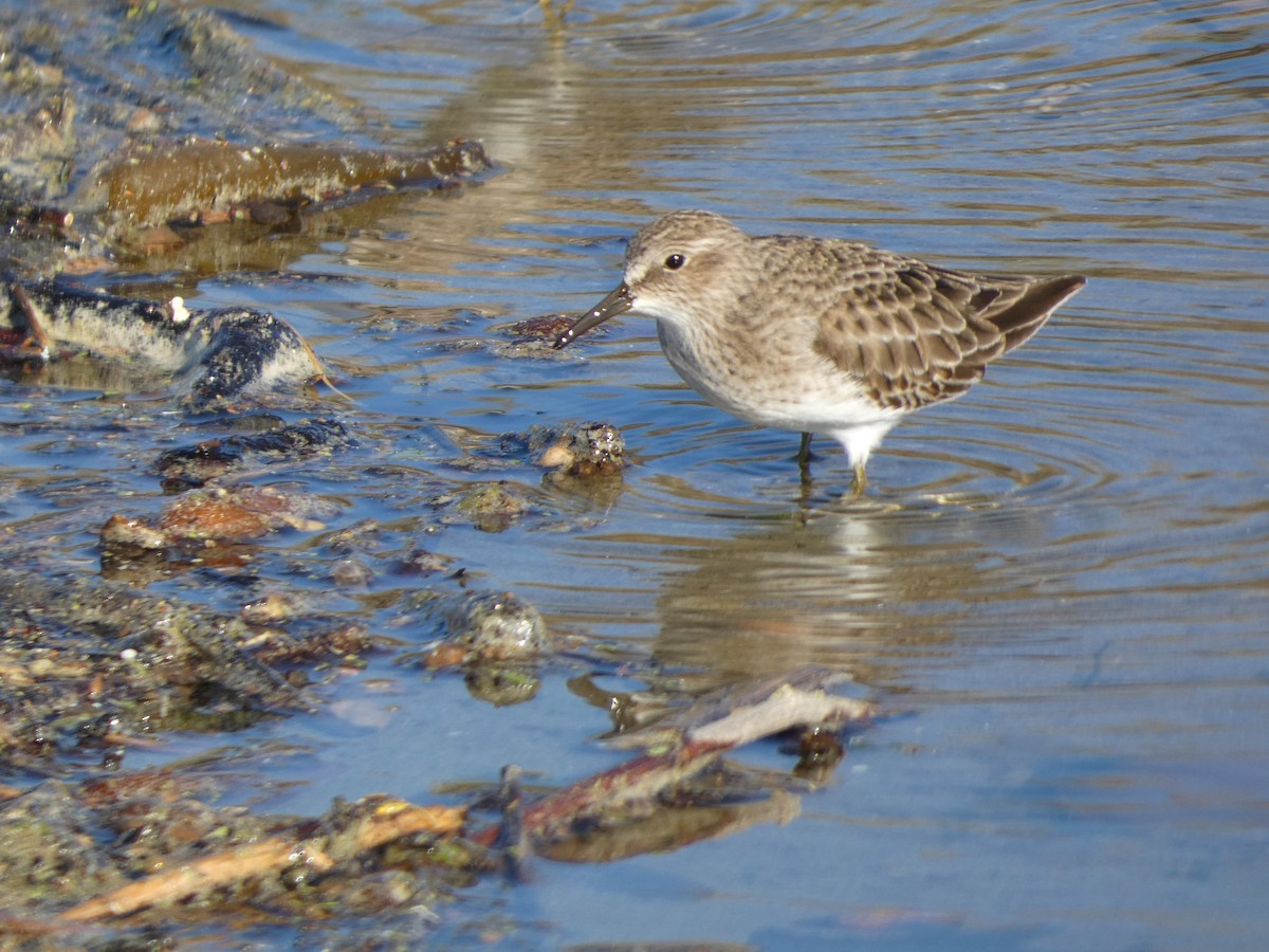Least Sandpiper - ML626399510