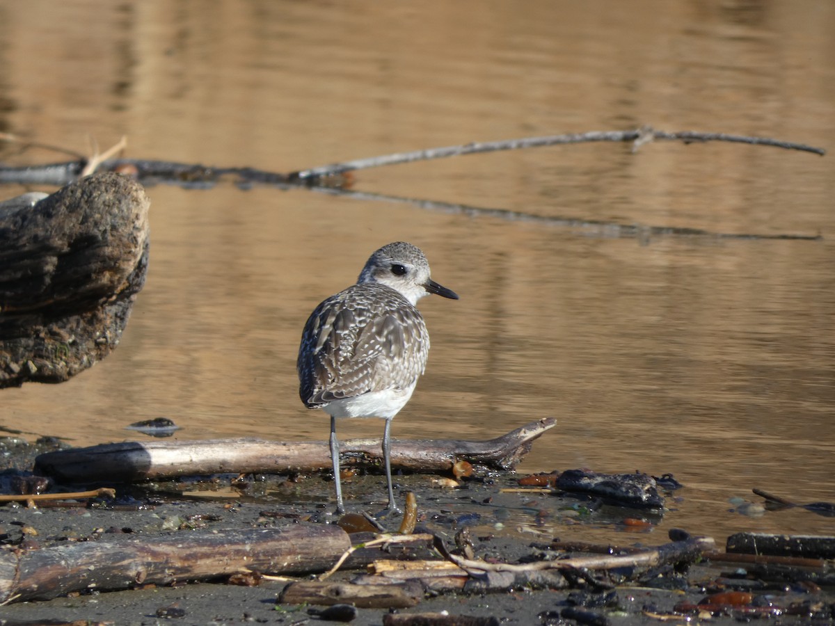 Black-bellied Plover - ML626399523