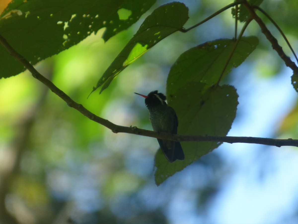 White-eared Hummingbird - ML626399524