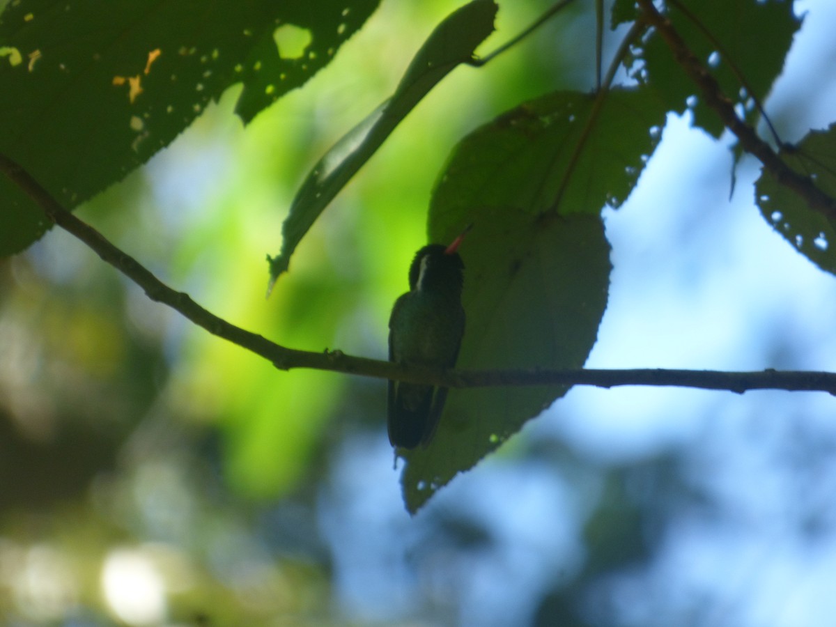 White-eared Hummingbird - ML626399525