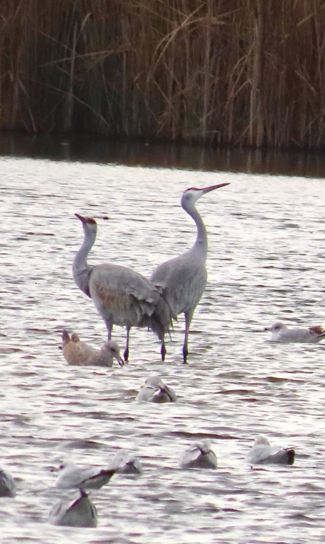 Sandhill Crane - ML626399564
