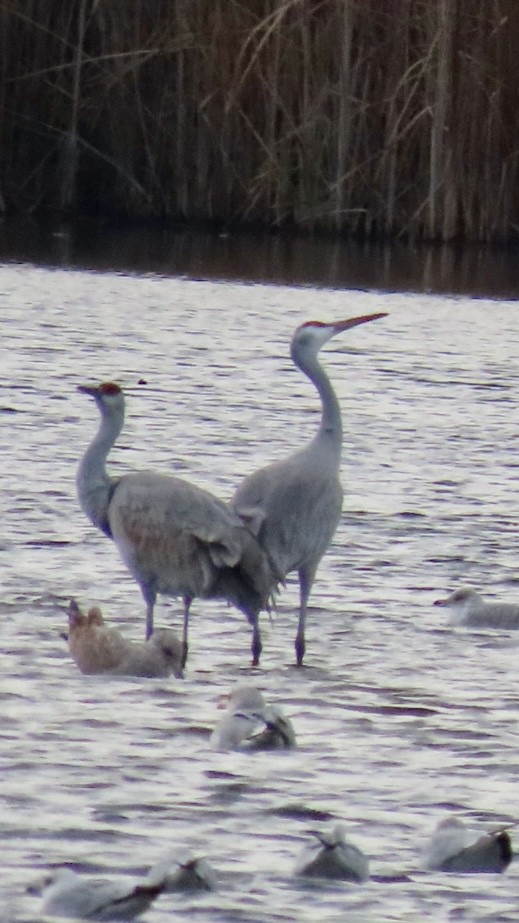 Sandhill Crane - ML626399565
