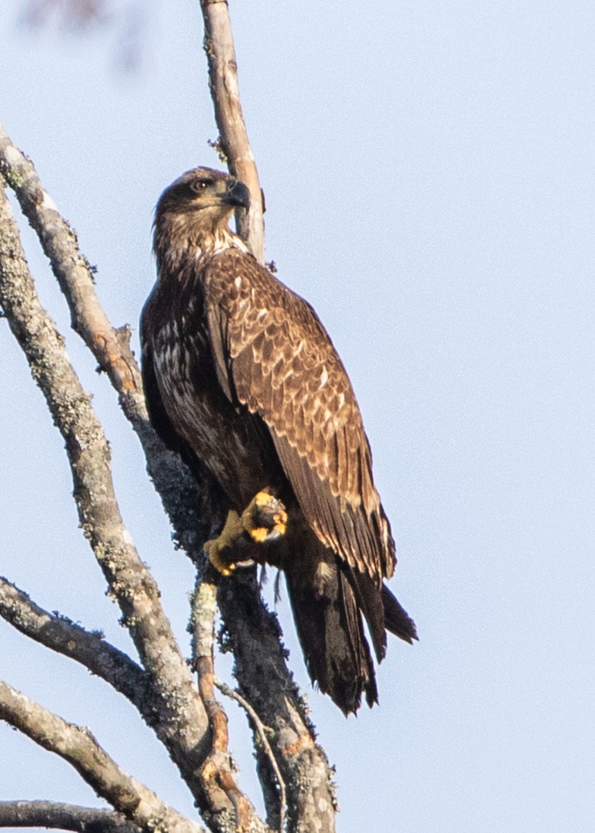 Bald Eagle - ML626399578
