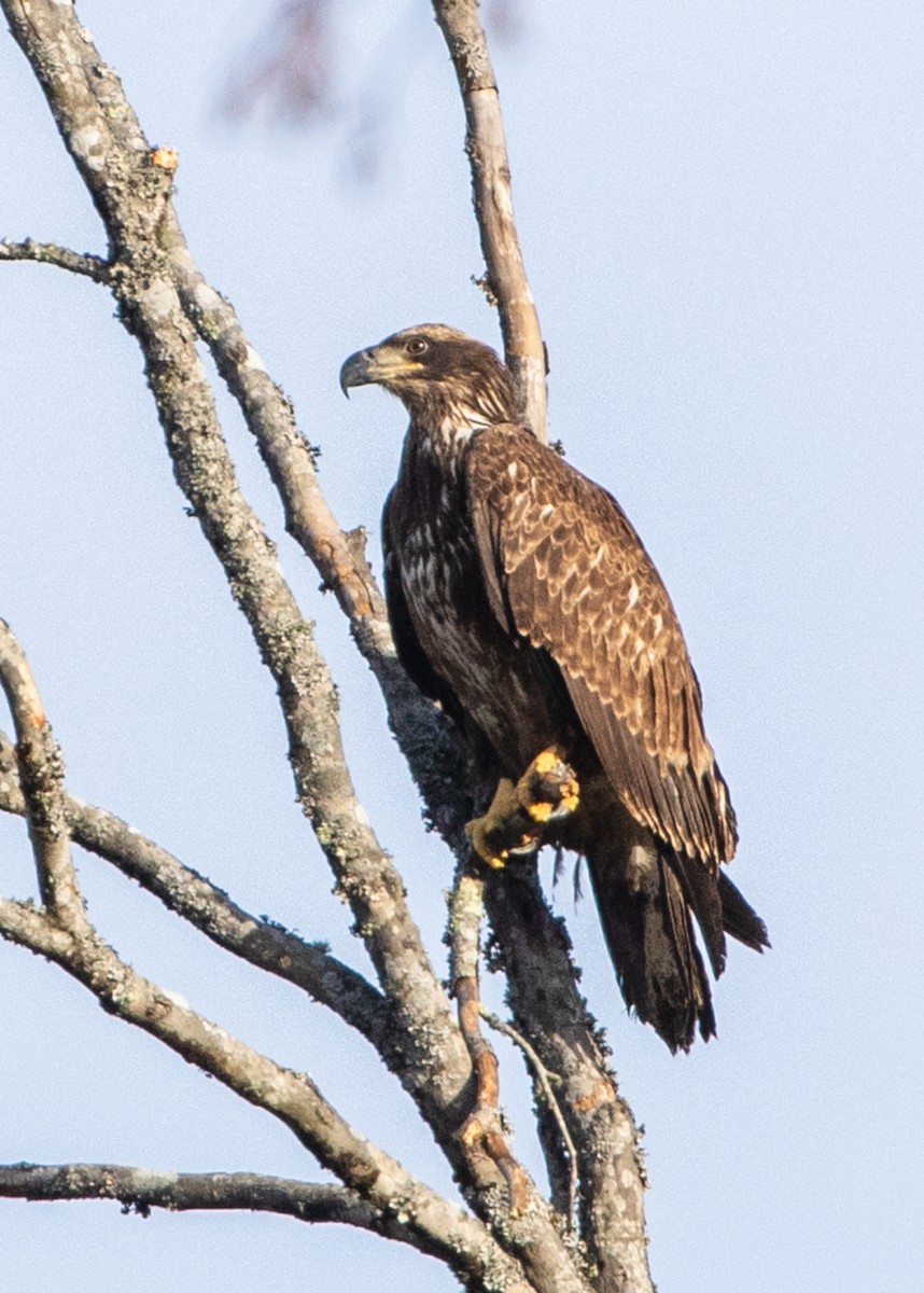 Bald Eagle - ML626399579