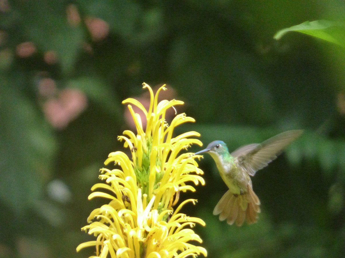 Azure-crowned Hummingbird - ML626399604