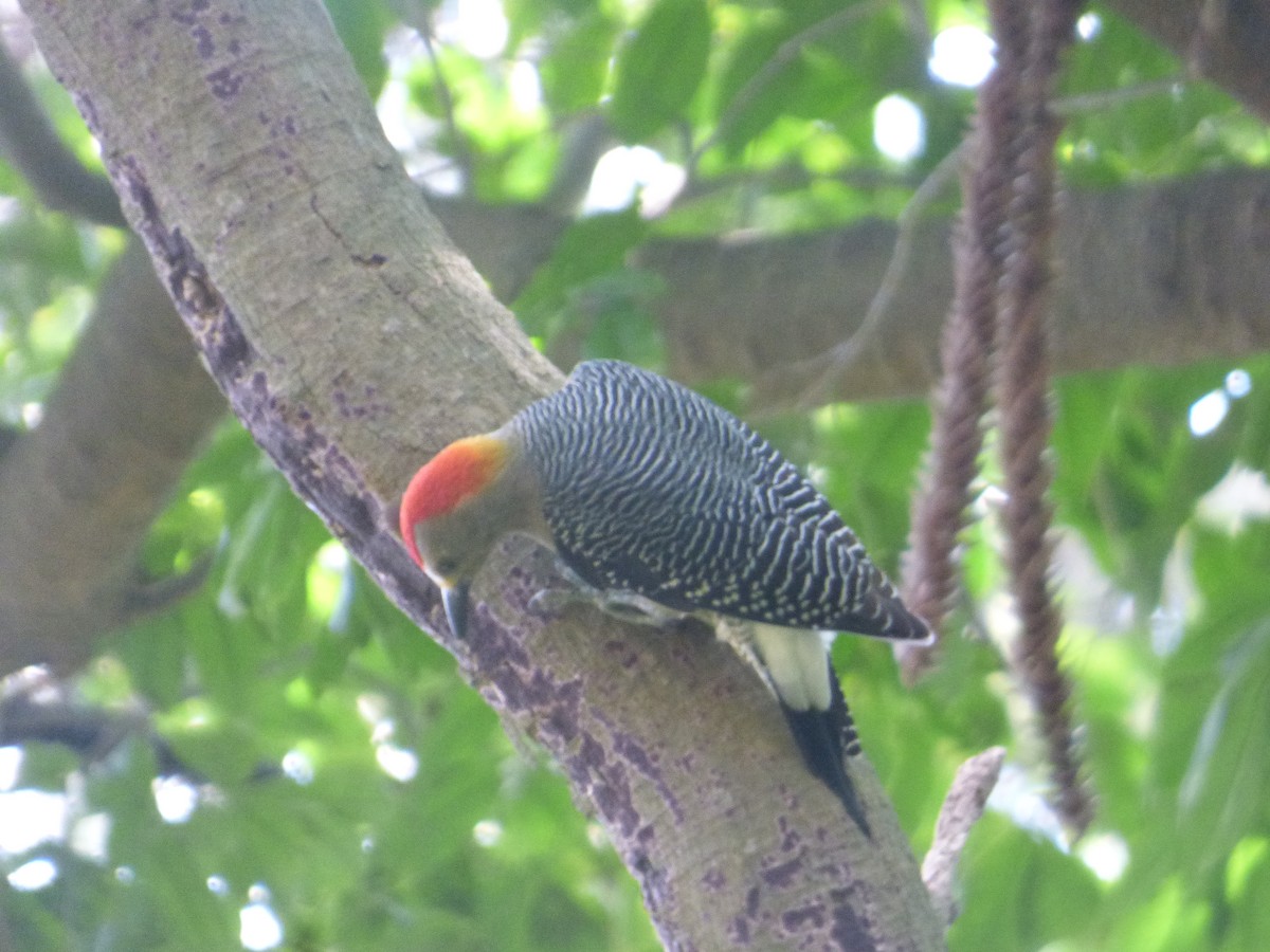 Golden-fronted Woodpecker - ML626399643
