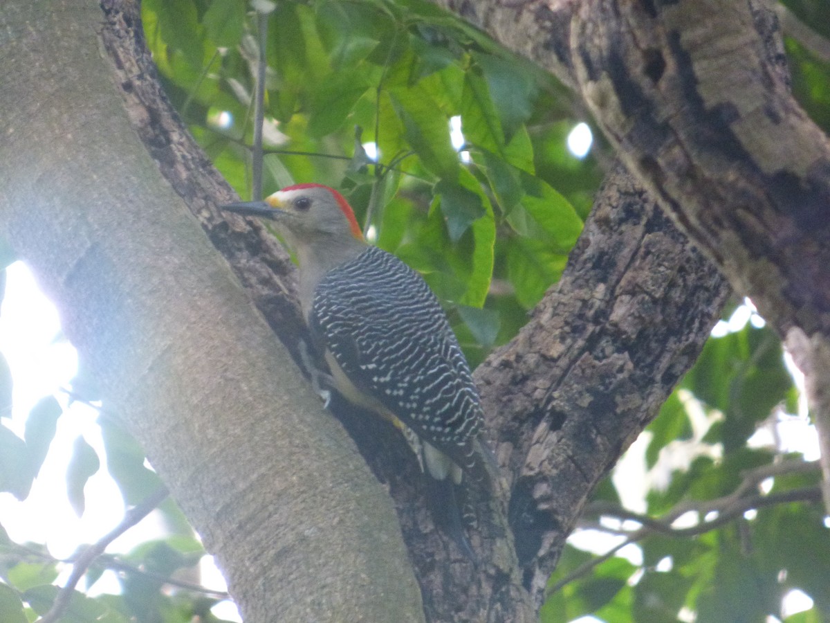 Golden-fronted Woodpecker - ML626399644