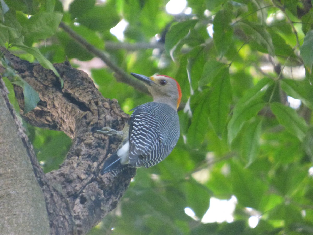 Golden-fronted Woodpecker - ML626399645