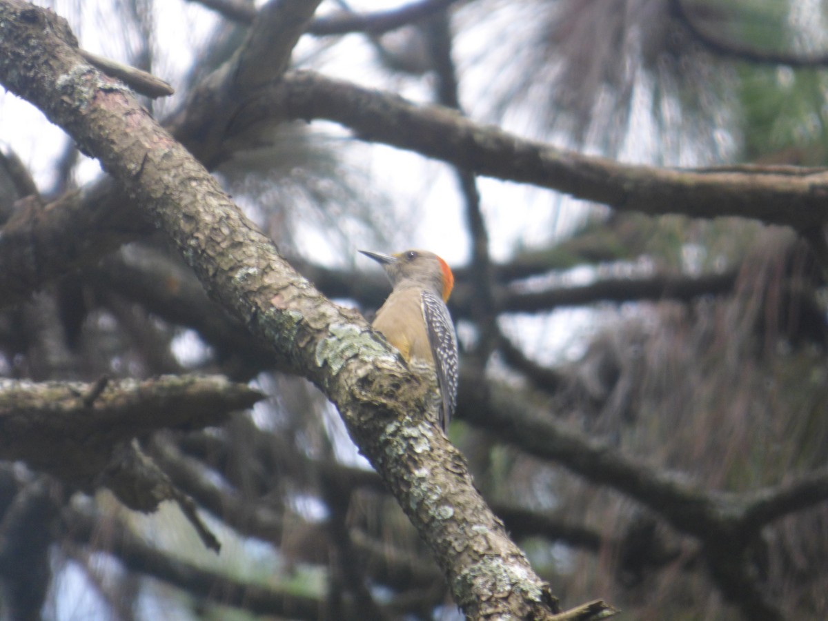 Golden-fronted Woodpecker - ML626399646