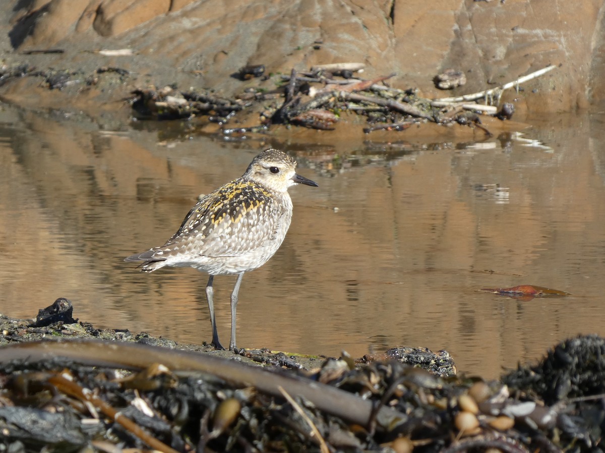 Pacific Golden-Plover - ML626399649