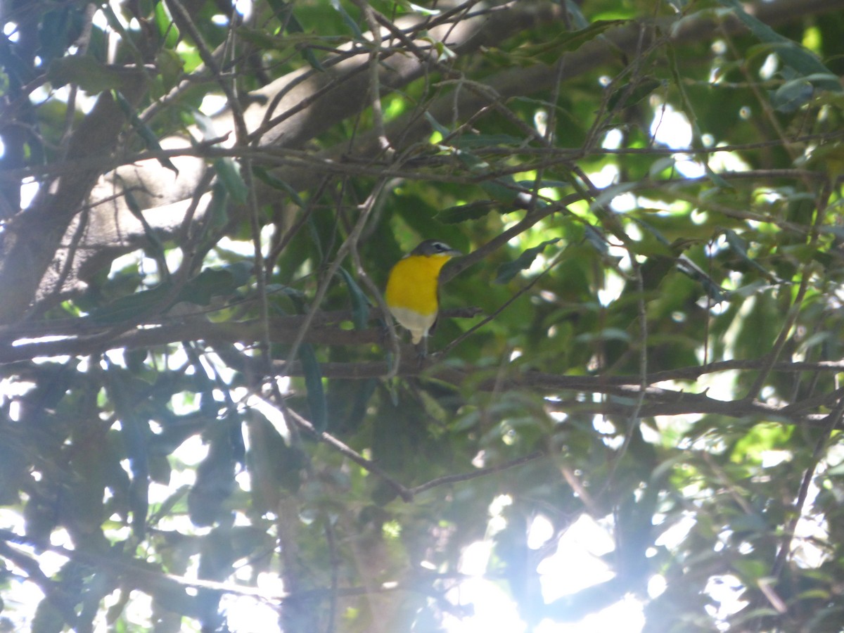 Yellow-breasted Chat - ML626399668