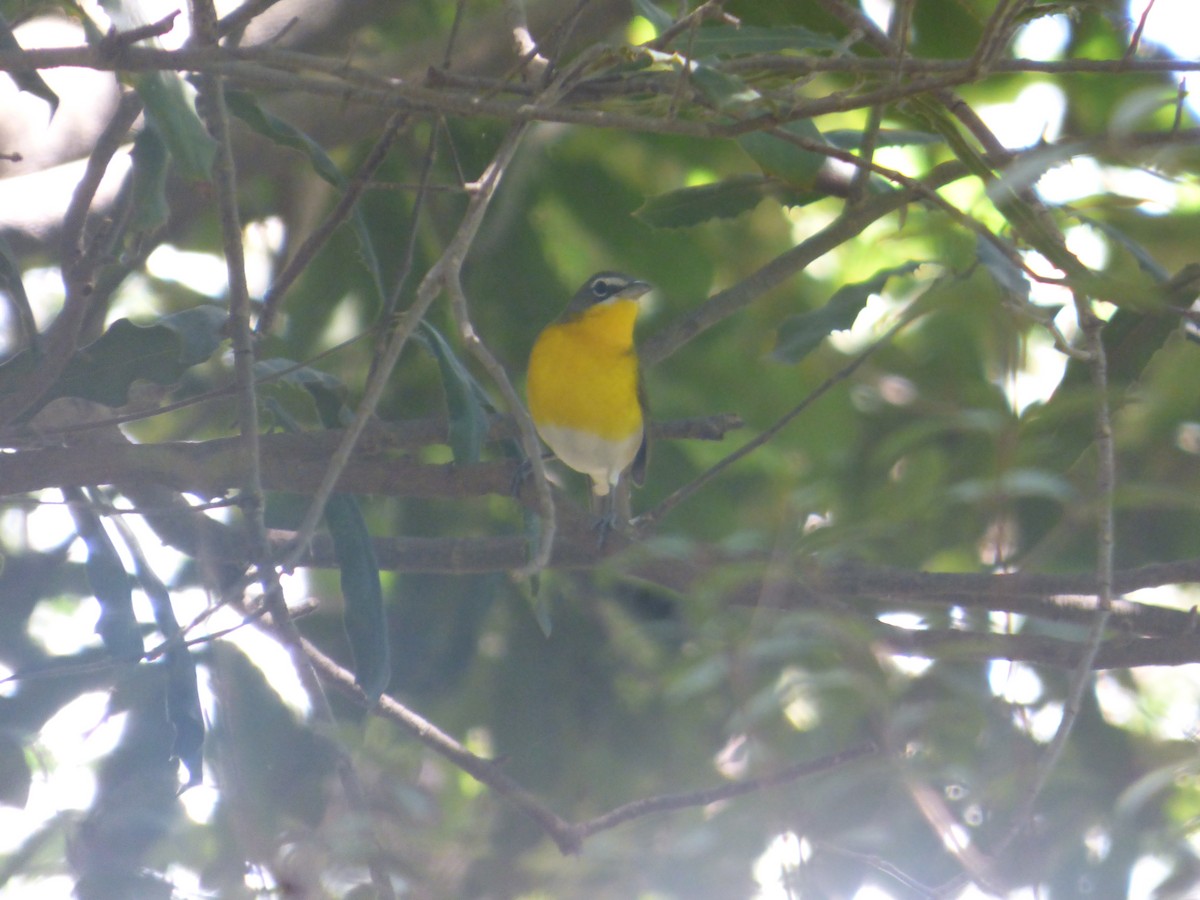 Yellow-breasted Chat - ML626399669