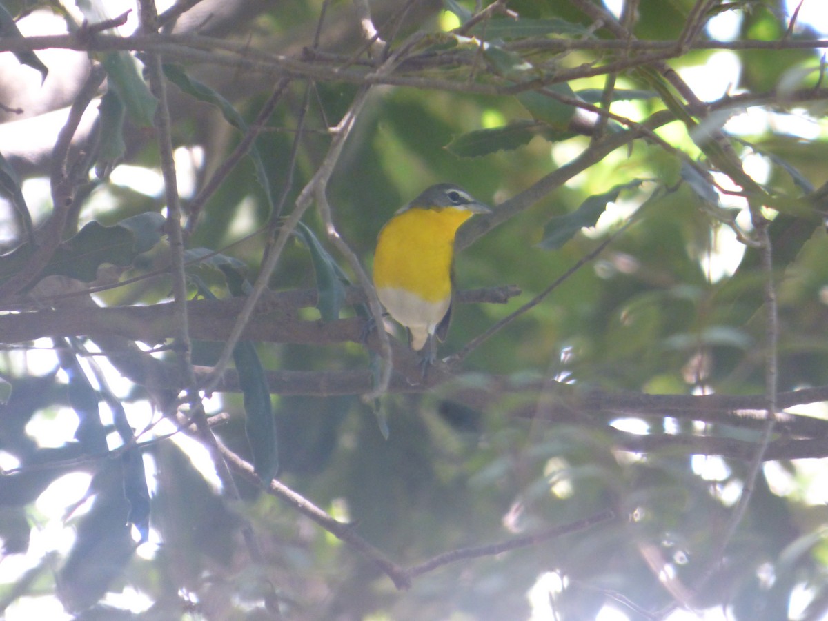 Yellow-breasted Chat - ML626399670