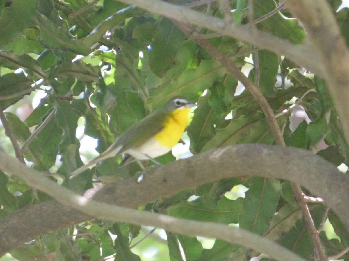 Yellow-breasted Chat - ML626399671