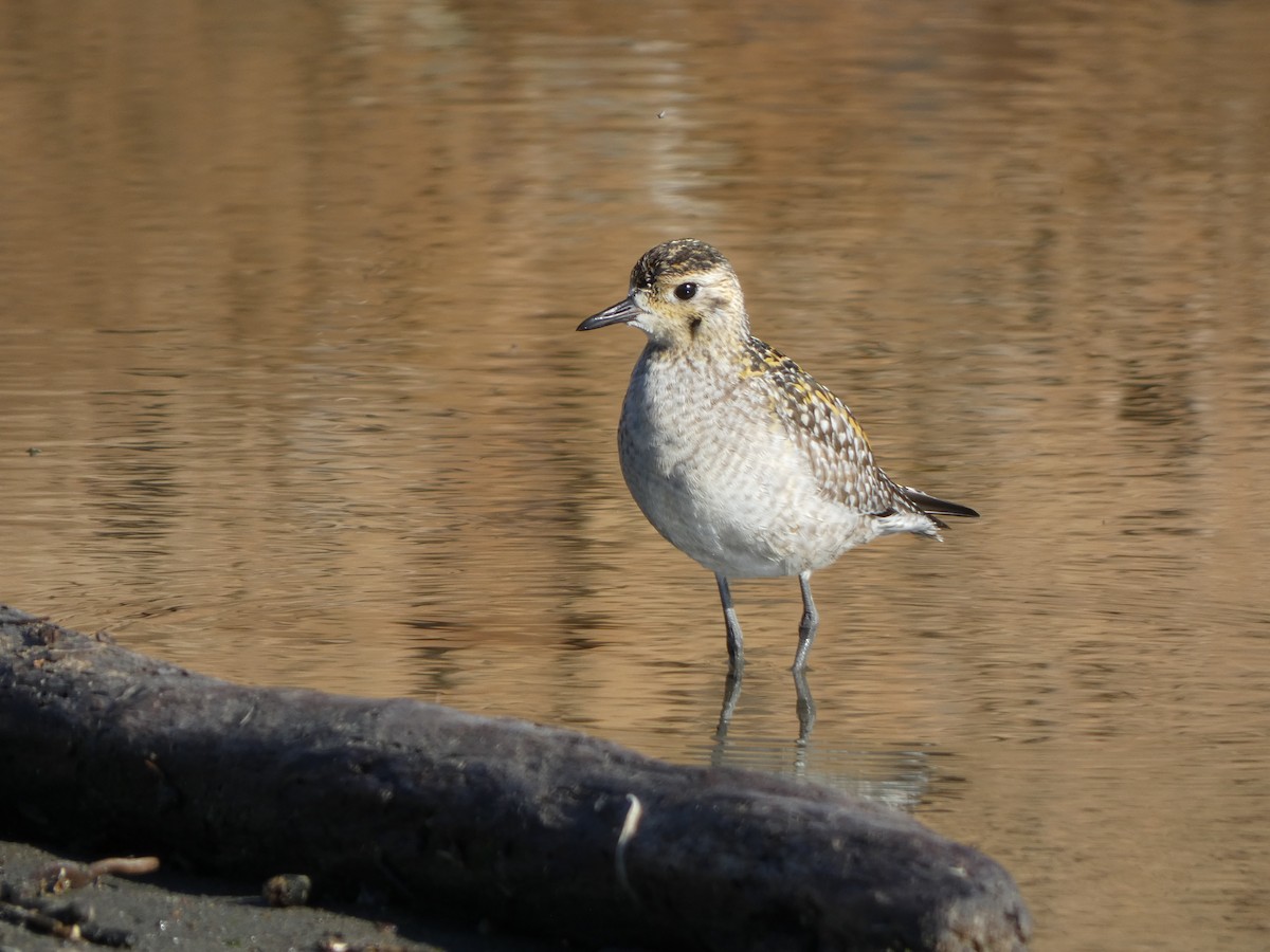 Pacific Golden-Plover - ML626399690