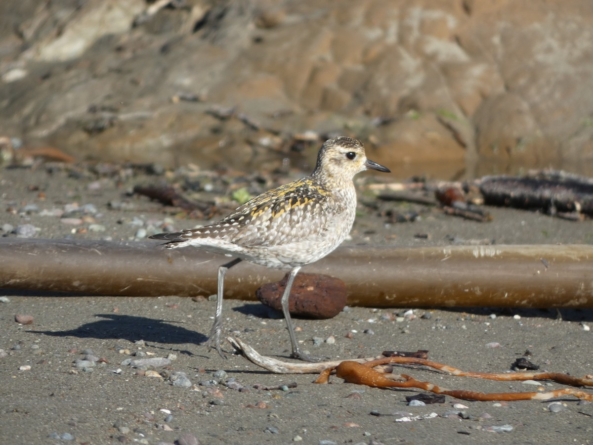 Pacific Golden-Plover - ML626399703