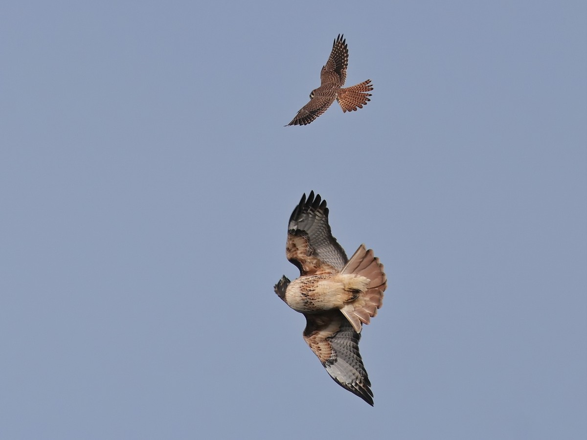 American Kestrel - ML626399749