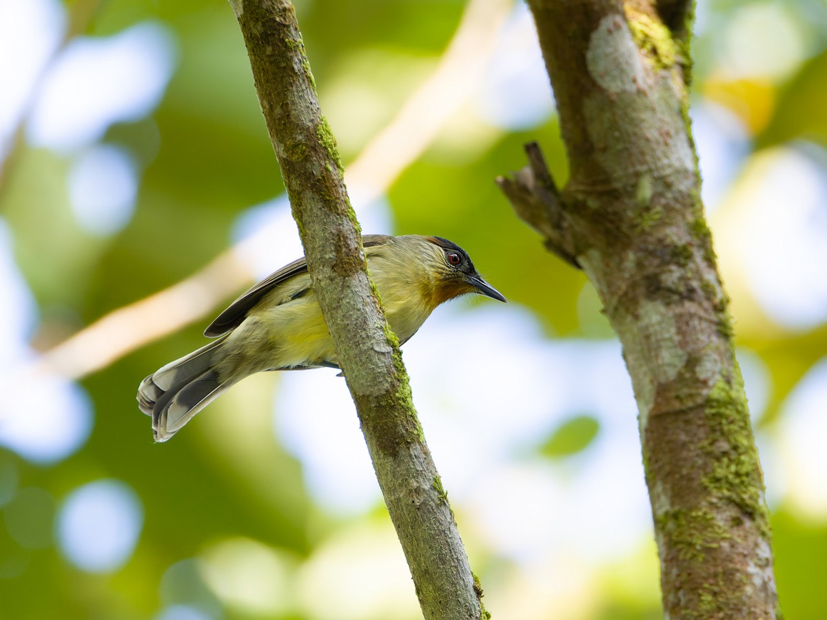 Calabarzon Babbler - ML626399775