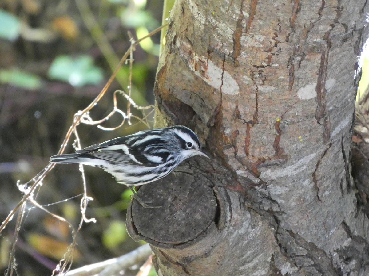 Black-and-white Warbler - ML626399821