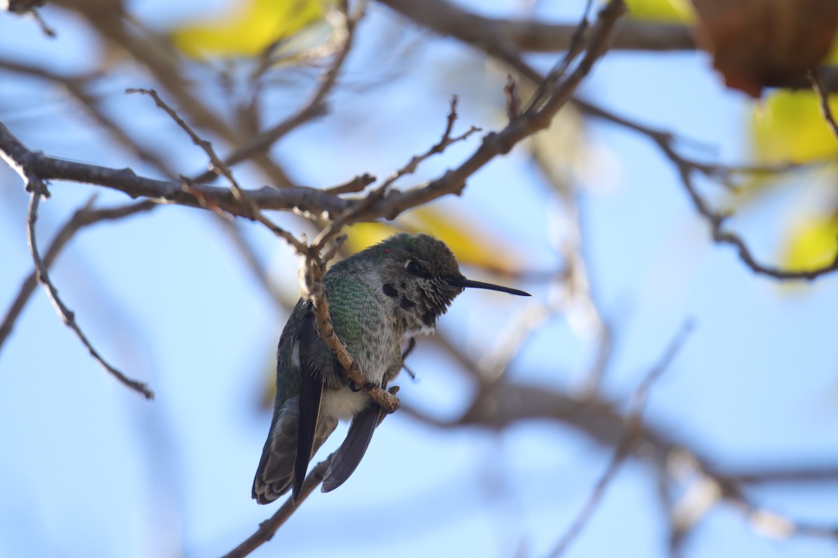 Anna's Hummingbird - ML626399876