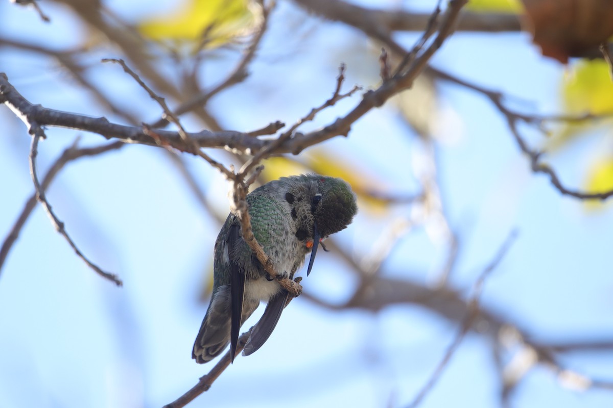 Anna's Hummingbird - ML626399893