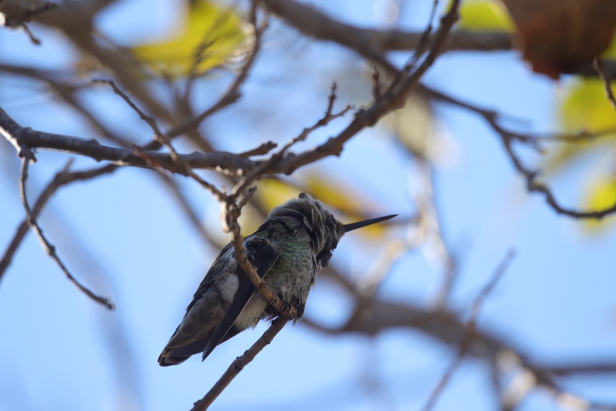 Anna's Hummingbird - ML626399918