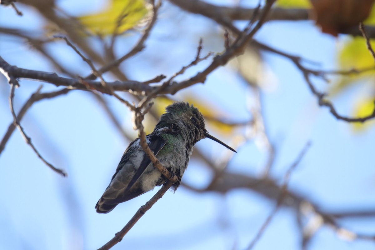 Anna's Hummingbird - ML626399919